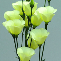 清新漂亮的花朵qq微信头像图片(图56)
