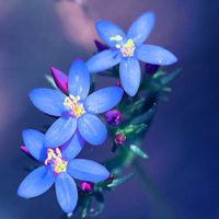 清新漂亮的花朵qq微信头像图片(图60)