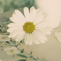 清新漂亮的花朵qq微信头像图片