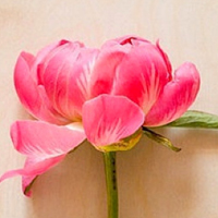 清新漂亮的花朵qq微信头像图片(图52)