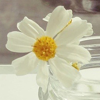 清新漂亮的花朵qq微信头像图片(图35)