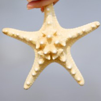 唯美海星头像图片(图28)