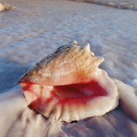 清新唯美贝壳海螺头像图片(图27)