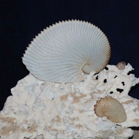清新唯美贝壳海螺头像图片(图20)