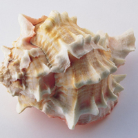 清新唯美贝壳海螺头像图片(图48)