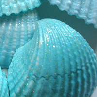 清新唯美贝壳海螺头像图片(图13)