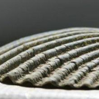 清新唯美贝壳海螺头像图片(图38)