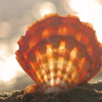 清新唯美贝壳海螺头像图片(图49)