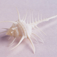 清新唯美贝壳海螺头像图片(图12)