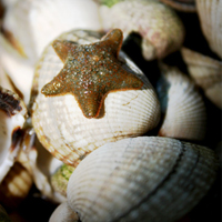 清新唯美贝壳海螺头像图片(图45)