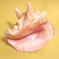 清新唯美贝壳海螺头像图片(图16)