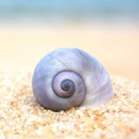 清新唯美贝壳海螺头像图片(图34)