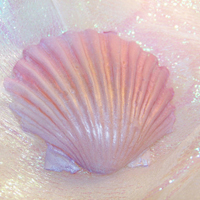 清新唯美贝壳海螺头像图片(图15)