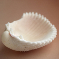 清新唯美贝壳海螺头像图片(图10)