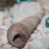 清新唯美贝壳海螺头像图片(图44)