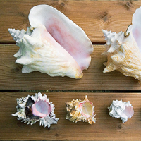 清新唯美贝壳海螺头像图片(图5)