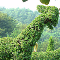 超有创意的园林艺术绿化头像图片(图34)