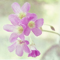 唯美清新淡雅的紫色花朵头像图片(图33)