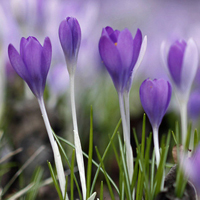 唯美清新淡雅的紫色花朵头像图片(图8)