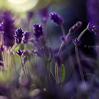 唯美清新淡雅的紫色花朵头像图片(图11)