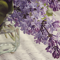 唯美清新淡雅的紫色花朵头像图片(图42)