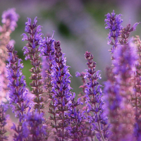 唯美清新淡雅的紫色花朵头像图片(图41)