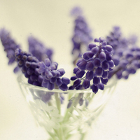 唯美清新淡雅的紫色花朵头像图片(图38)