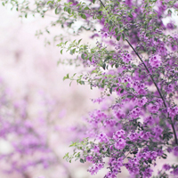 唯美清新淡雅的紫色花朵头像图片(图57)
