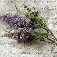 唯美清新淡雅的紫色花朵头像图片(图54)