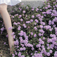 唯美清新淡雅的紫色花朵头像图片(图27)