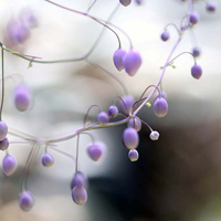唯美清新淡雅的紫色花朵头像图片(图40)