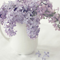 唯美清新淡雅的紫色花朵头像图片(图51)