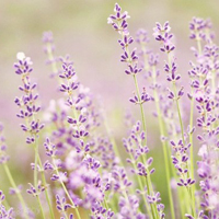 唯美清新淡雅的紫色花朵头像图片(图55)