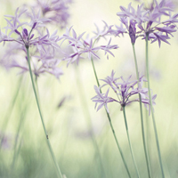 唯美清新淡雅的紫色花朵头像图片(图30)