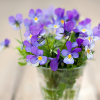 唯美清新淡雅的紫色花朵头像图片(图1)