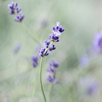 唯美清新淡雅的紫色花朵头像图片(图18)