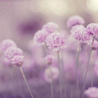 唯美清新淡雅的紫色花朵头像图片(图56)