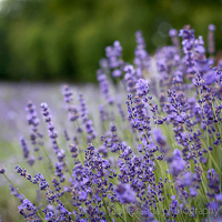 唯美清新淡雅的紫色花朵头像图片(图5)