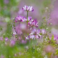唯美清新淡雅的紫色花朵头像图片(图13)