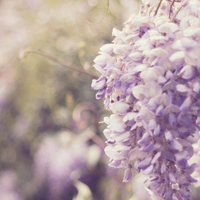唯美清新淡雅的紫色花朵头像图片(图28)