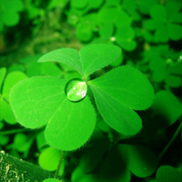 唯美绿色的幸运草头像图片(图16)