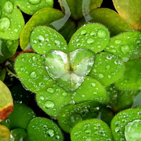 唯美绿色的幸运草头像图片(图19)