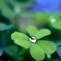 唯美绿色的幸运草头像图片(图15)