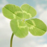 唯美绿色的幸运草头像图片(图44)