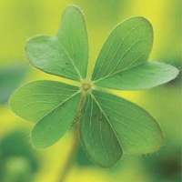 唯美绿色的幸运草头像图片(图65)