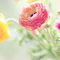 花朵清新淡雅优雅头像图片(图12)