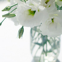 清新淡雅的鲜花头像图片(图11)