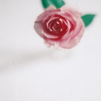 清新淡雅的鲜花头像图片(图18)