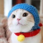 可爱超萌的小猫咪QQ头像图片