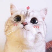 超萌可爱高清咪猫微信头像图片